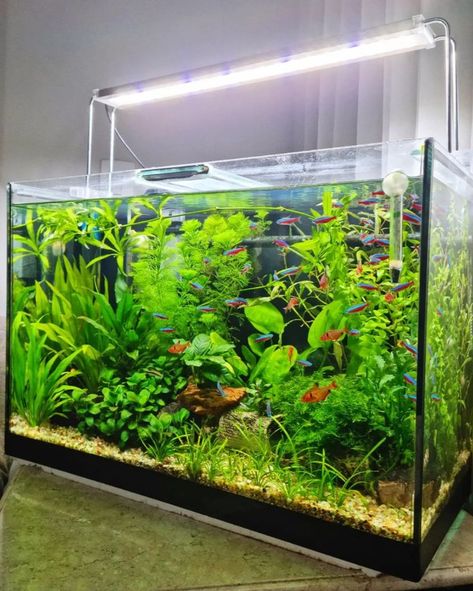 Dream Neon Tetra Planted Tank. Follow for more content like this @@MrThinnny. Plants are a great way of adding some color and depth to an underwater habitat for Tetras. Neon Tetra Tank, Underwater Habitat, Community Fish Tank, Neon Tetra Fish, Snail Tank, Tetra Fish, Neon Tetra, Fish Types, Betta Fish Types