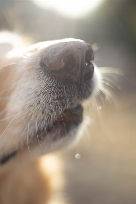 Dog Puppy Photography, Senior Dog Portraits, Dog Photography Props, Unique Dog Photography, Dog Last Day Photoshoot, Pictures With Dogs Ideas Pet Photography, Celebration Of Life Pet Photography, Celebration Of Life Dog Photoshoot, Dogs Last Day Photoshoot