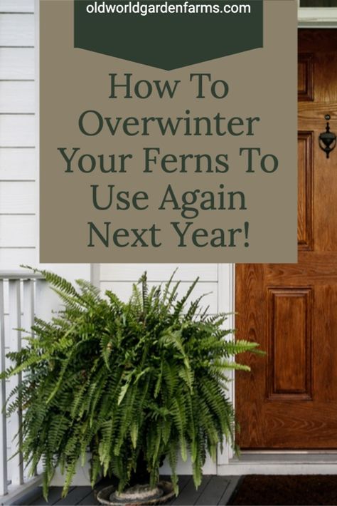 How To Save Ferns Through The Winter, Saving Ferns Over Winter, How To Winterize Ferns, Winterizing Ferns, How To Over Winter Ferns, Overwinter Ferns, Porch Ferns Hanging Baskets, How To Winterize Boston Ferns, Ferns In Winter