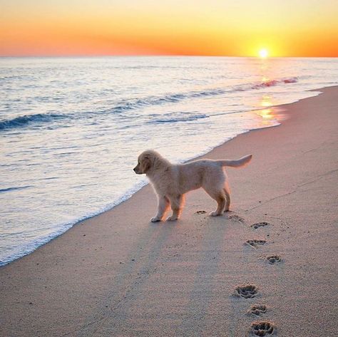 Capeology on Instagram: “This little guy is dreaming of summer. 💭 Anyone else? 🏖 Via @nantucketboss #capeology #capecod #nantucket #cisco” Nantucket, Dogs, On Instagram, Instagram