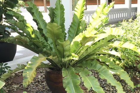 Bird Nest Fern Problems » Identification Tips & Control Birds Nest Fern Care, Fern Landscaping, Birds Nest Fern, Epsom Salt Garden, Plants 101, Asplenium Nidus, Fern Images, Fern Care, Bird's Nest Fern