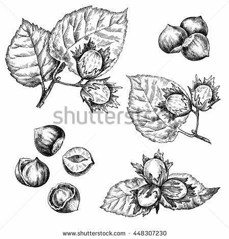 Hazelnut Drawing, Hazel Tattoo, Farm Mural, Tattoos 2023, Tattoos 2024, Branch Tattoo, Sketchbook Inspo, Cross Hatching, Leaf Drawing