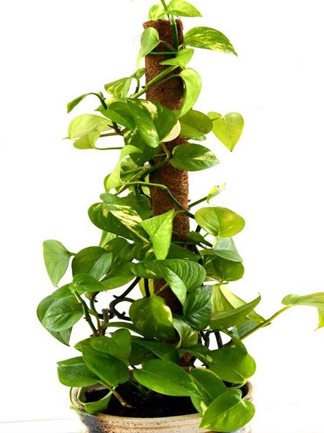 Mint Plant Care, Indoor Climbing Plants, Pothos Plant Care, Pothos Vine, Mint Plant, Moss Pole, Coco Coir, Mint Plants, Indoor Climbing