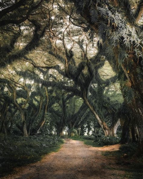 Cypress Tree Tunnel, Seaside Wallpaper, Wooden Path, Pine Tree Silhouette, Tree Tunnel, Point Reyes National Seashore, Poplar Tree, Pine Leaf, Palm Tree Silhouette