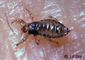 University of Maine 'Head Louse fact sheet Adult Head Louse Lice Facts, Head Louse, University Of Maine, Insect Pest, Pest Management, Plant Diseases, Fact Sheet, Ticks, Kirby