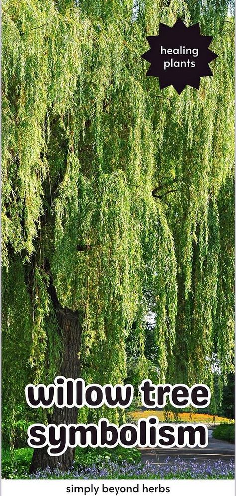 Delve into the world of "Willow Tree Symbolism" and understand its significance in healing and natural medicine. This guide explores the willow tree's role in natural healing practices and its soothing presence in nature. A must-read for those interested in the therapeutic aspects of plants and their historical and cultural contexts. Find more language of flowers, flower quotes, and tree meanings at simplybeyondherbs.com. Willow Tree Meaning, Tree Symbolism, Tree Meanings, Osage Nation, Tree Poem, Tree Quotes, Weeping Willow Tree, Healing Practices, Willow Weaving