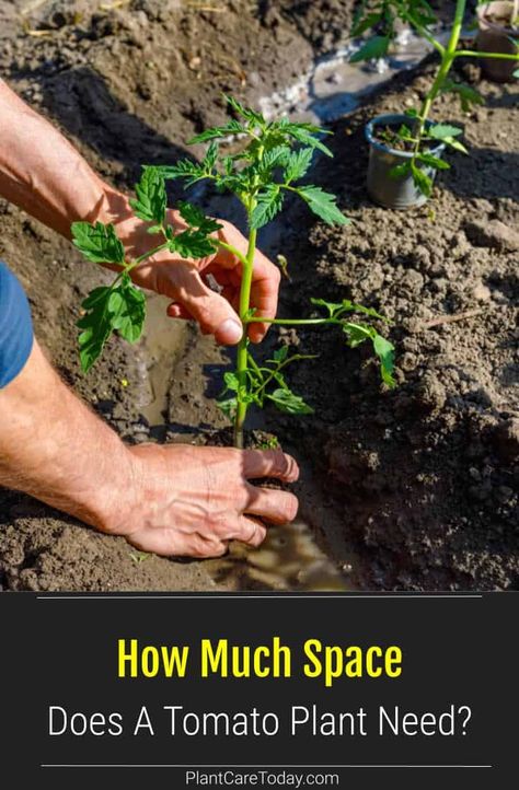 How far apart to space tomatoes? How much do tomatoes need? Knowing how much distance to put between your plants reduces disease, less competition for nutrients, more yield, and better airflow. How Far Apart To Plant Vegetables, Tomato Plant Spacing, Tomatoes In A Pot, Patio Tomatoes, Tanaman Tomat, Plant Leaves Turning Yellow, Growing Vegetables At Home, Plant Tomatoes, Tomato Growing