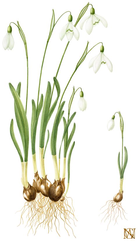 Snowdrop Flower Drawing, Snow Drops Flowers, January Flower, January Birth Flower, First Flowers Of Spring, Snowdrop Flower, January Birth Flowers, Snow Drop, Blue Bell Flowers