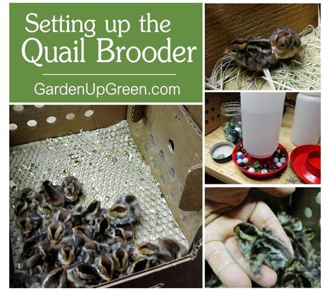 Quail Brooder, Prepping For Baby, Baby Quail, Chick Brooder, Button Quail, Quail Coop, Chicken Incubator, Raising Quail, Raising Farm Animals