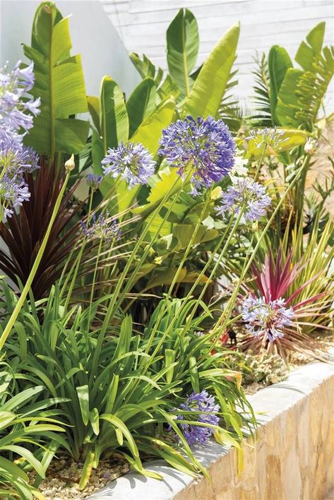 African Lily, Patio Plants, All About Plants, Porch Patio, Lush Green, Backyard Patio, Plant Decor, Malaga, Garden Inspiration