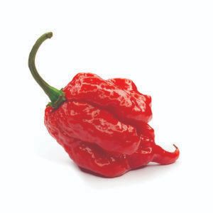 Hot peppers - Local Life Carolina Reaper Pepper, Chilli Plant, Bhut Jolokia, Stuffed Anaheim Peppers, Crispy Tacos, Ghost Pepper, Carolina Reaper, How To Make Bacon, Ghost Peppers