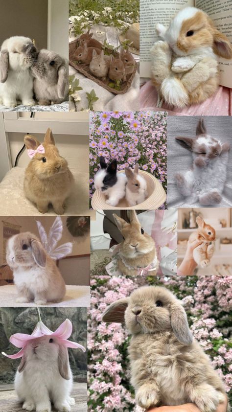 Rabbit Wallpaper, Pet Bunny Rabbits, Cute Bunny Pictures, Bun Bun, Cute Small Animals, Bunny Wallpaper, Bunny Pictures, Pet Bunny