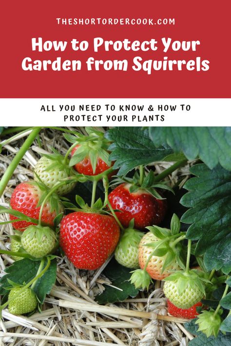 photo of strawberries growing on the plant Protect Corn From Squirrels, Strawberry Covers Garden, How To Cover Strawberry Plants, How To Protect Vegetables From Animals, How To Protect Strawberries From Birds, Protect Plants From Animals, Protect Garden From Squirrels, Garden Netting Ideas, Protect Strawberry Plants