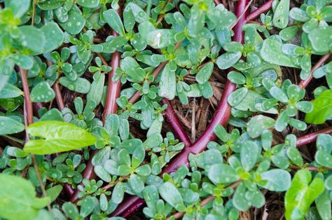 Portulaca oleracea. Detail of a plant Portulaca oleracea , #AD, #oleracea, #Portulaca, #plant, #Detail #ad Wrinkle Free Skin, Portulaca Oleracea, Omega 3, Beauty Secrets, Lawn Garden, Gardening Tips, Planting, Health Benefits, Perennials