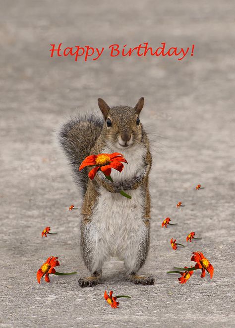 Happy Birthday Animals Funny, Happy Birthday Squirrel, Happy Birthday Soul Sister, Birthday Squirrel, Funny Squirrel Pictures, Happy Birthday Fishing, 2 Happy Birthday, Happy Birthday Animals, Happy Birthday Wishes Pics