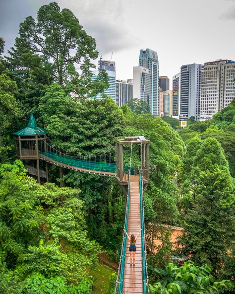 KL Forest Eco Park in Kuala Lumpur, Malaysia! Find fun free things to do in KL on go4theglobe.com! Malaysia Trip, Kuala Lampur, Kuala Lumpur Travel, Malaysia Travel Guide, Eco Park, George Town, Malaysia Travel, Ipoh, Singapore Travel