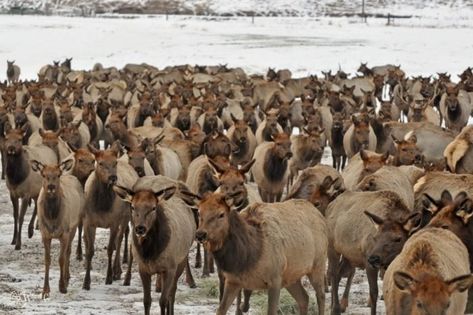 1. Hardware Ranch Wildlife Management Area Wildlife Management, Northern Utah, Utah Travel, Nature Preserve, Up North, Great Restaurants, 50 States, Places To Travel, Utah