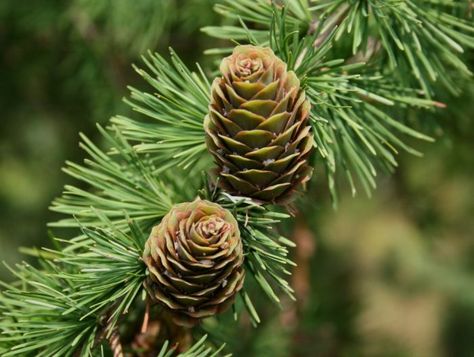 Larix conifer cones Conifer Cone, Coniferous Trees, Conifer Trees, Mantra, Plant Leaves, Trees, Fruit, Plants, Beauty