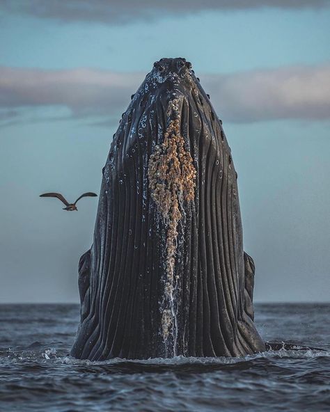 The majestic humpback whale 🐋 We can post your photos in our account, follow the link in our bi Creature Marine, Marine Mammals, Humpback Whale, Ocean Creatures, Amazing Animals, Wildlife Animals, In The Ocean, Underwater World, Ocean Life