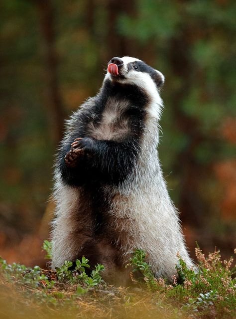 Badger Animal, Filmy Vintage, Photo Animaliere, Animal Symbolism, Honey Badger, British Wildlife, Amazing Animals, Woodland Creatures, Animal Planet