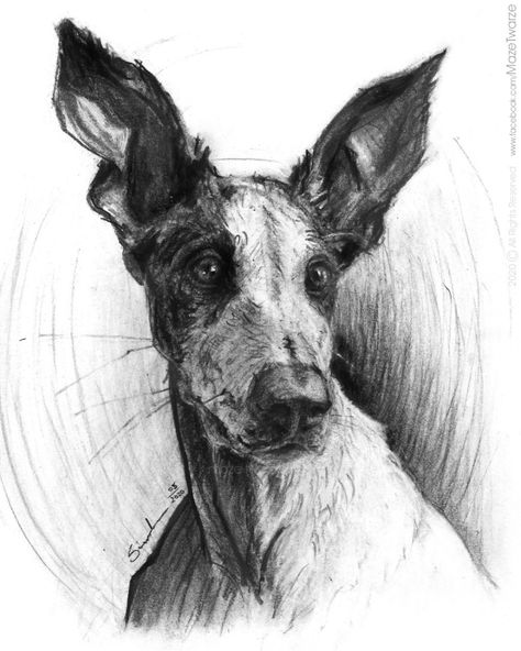 Hound Dog Drawing, Dog In Field, Ibizan Hound, Dynamic Painting, Art Charcoal, Portrait Sketch, Charcoal Drawings, Drawing Portrait, Animal Drawing