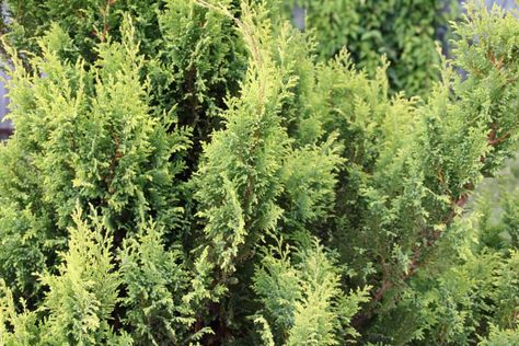 14 Trees to Grow Amazingly Well by the Pool Hinoki False Cypress, Sawara Cypress, Chamaecyparis Pisifera, False Cypress, Chamaecyparis Lawsoniana, Ornamental Shrubs, Chamaecyparis Obtusa, Pool Plants, Backyard Trees