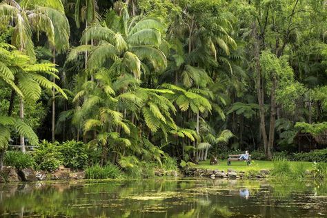 Mount Tamborine, Wine Cheese, Tambourine, Tropical Rainforest, Incredible Places, Countries Of The World, The Gold, Gold Coast, Queensland