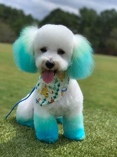 Dog Fur Color, Dog Fur Dye, Poodle Colored Hair, Opawz Creative Grooming, Dog Hair Color Ideas, Dog Dye Ideas Creative Grooming, Dog Hair Dye Ideas, Dog Dye Ideas, Dog Grooming Salon Decor