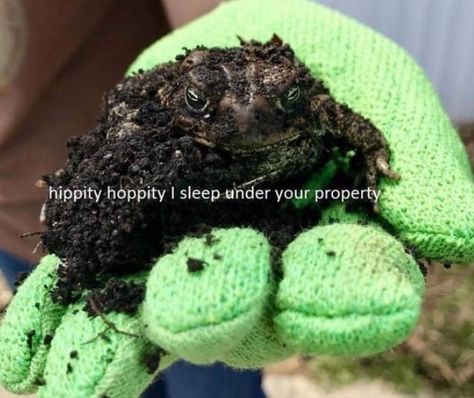 Hippity hoppity Nature Preschool, Hippity Hoppity, Funny Pictures With Captions, Clean Humor, Fresh Memes, Toad, Animal Memes, Bones Funny, Dankest Memes