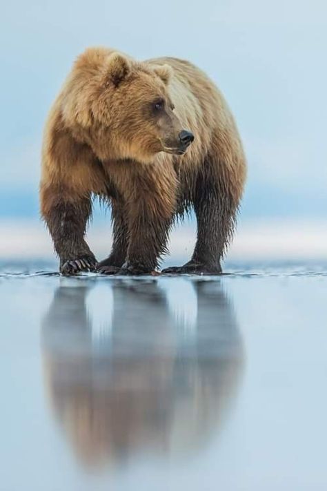 Grizzly Bear Photography, Bear Photography, Animal Studies, Zoo Photos, North American Animals, Wild Animals Photography, Land Animals, Grizzly Bears, Painting Animals