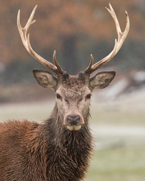 Autumn Animal, Red Deer Stag, Canon 70d, Wild Animals Photos, Deer Photos, Mini Mundo, Fallow Deer, Deer Stags, Deer Art