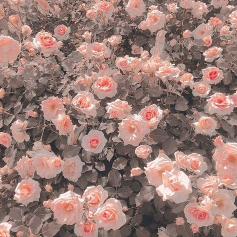 Aesthetic Wallpaper Widget, Aesthetic Glitter, Wallpaper Widget, Roses Aesthetic, Rose Background, Aesthetic Wallpaper, Soft Pink, Pink Roses, Roses