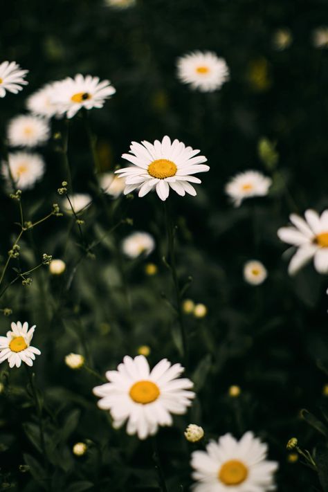 white daisies in bloom during daytime photo – Free Flower Image on Unsplash Daisy Wallpaper Iphone Aesthetic, Flower Desktop Wallpaper, Daisy Background, Wallpaper Iphone Lucu, Wallpaper Estetika, Daisy Wallpaper, Spring Wallpaper, Aesthetic Blue, Blue Daisy