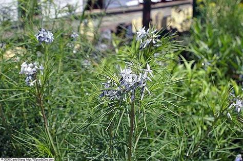 10 Oklahoma Native Plants Best Grass Seed, Tickseed Coreopsis, Baptisia Australis, Echinacea Purpurea, Attracting Bees, Attract Pollinators, Tree Care, Grass Seed, Ornamental Grasses