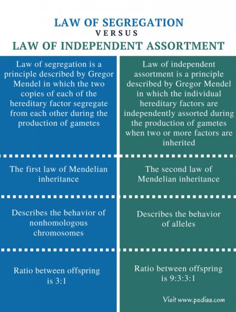 Difference Between Law of Segregation and Law of Independent Assortment Check more at https://in4arts.com/difference-between-law-of-segregation-and-law-of-independent-assortment.html Mendelian Inheritance, Dihybrid Cross, Gregor Mendel, Law Notes, Study Biology, Biology Facts, Medical Student Study, College Notes, Study Resources