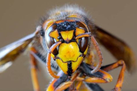 Japanese Giant Hornet, Hornets Nest, Invasive Species, Stinger, Wasp, Hornet, Bee Keeping, Pest Control, Insects