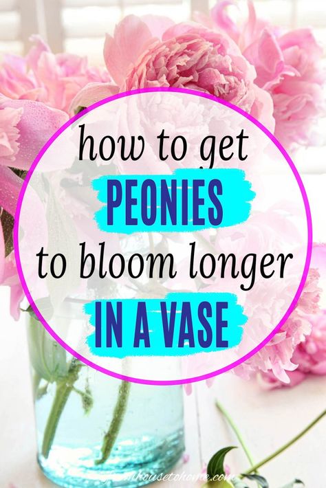 how to get peonies to bloom longer in a vase | Garden Plants How To Grow Peonies, Grow Peonies, Peony Plant, Full Sun Garden, Tree Peonies, Full Sun Flowers, Full Sun Shrubs, Peony Leaves, Peony Bush