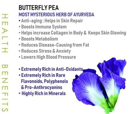 Butterfly Pea Flower Benefits, Pea Flower Tea Benefits, Butterfly Pea Flower Tea Benefits, Blue Butterfly Pea Flower, Pea Flower Tea, Butterfly Pea Flower Tea, About Butterfly, Tea Health, Herbal Teas Recipes