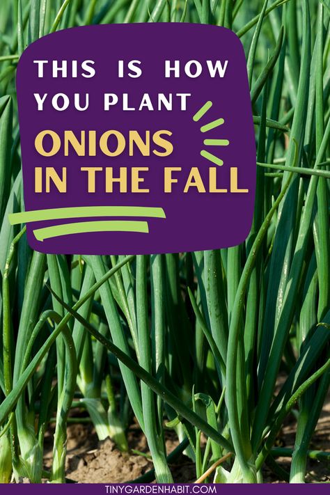 Learn how to plant onions in the fall and enjoy delicious onions next year. This guide covers choosing the right varieties, when to plant, and proper planting techniques. Reap the tasty rewards with successfuly fall planting onions! Plant Onions, When To Plant Onions, Winter Onions Growing, Planting Onions In The Fall, Planting Green Onions, Plant Onions In The Fall, Growing An Onion From An Onion, Plant Onion From Onion, When To Plant Onion Seeds