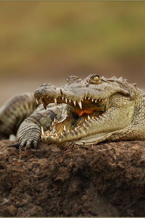 Nile Crocodile, Crocodiles, Captain Hook, Reptiles And Amphibians, Wildlife Animals, On The Ground, Animal Planet, Animal Photo, Nature Animals