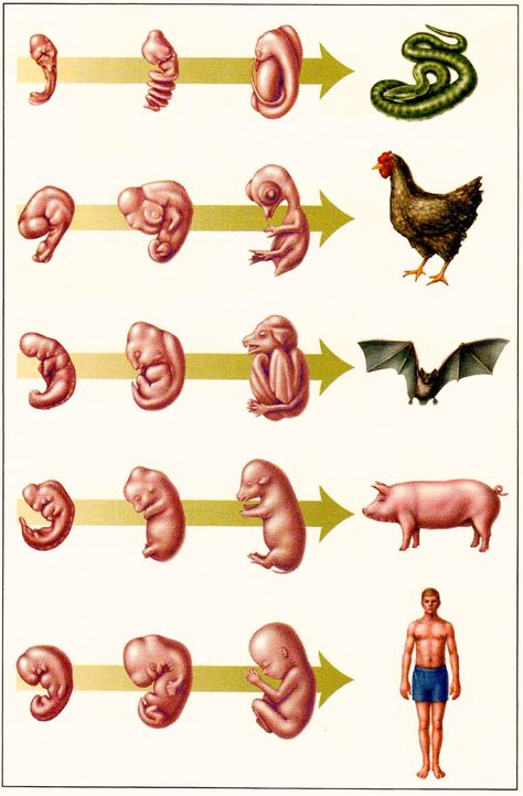 Development of the embryo & fetus in snake, chicken, bat, pig, and human. Whatsapp Logo, Vet Medicine, Animal Science, Types Of Animals, Charles Darwin, Scientific Illustration, Animal Facts, Medical Illustration, The Human Body