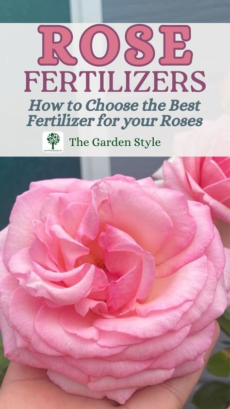 The pin shows a giant pink rose. The pin title is "rose fertilizers: essential nutrients for blooming beauty". Learn more by visiting TheGardenStyle.com Budget Flowers, Rose Fertilizer, Gardening Guide, Cut Flower Garden, Flowering Shrubs, Diy Recipes, Essential Nutrients, Growing Flowers, Gardening For Beginners