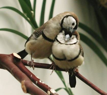 Owl Finches Finches, Kinds Of Birds, Australian Birds, Pets For Sale, Nature Birds, Fly High, All Birds, Pretty Birds, Bird Photo