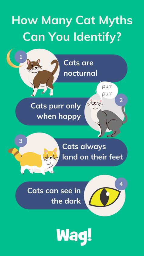 How Many Cat Myths Can You Identify? 1. Cats are nocturnal 2. Cats purr only when happy 3. Cats always land on their feet 4 Cats can see in the dark Facts About Cats Did You Know, Dog Treadmills, Colorful Hairstyles, Best Cat Food, Free Blogger Templates, Cat Purr, Fun Trivia, Real Facts, Cat Facts