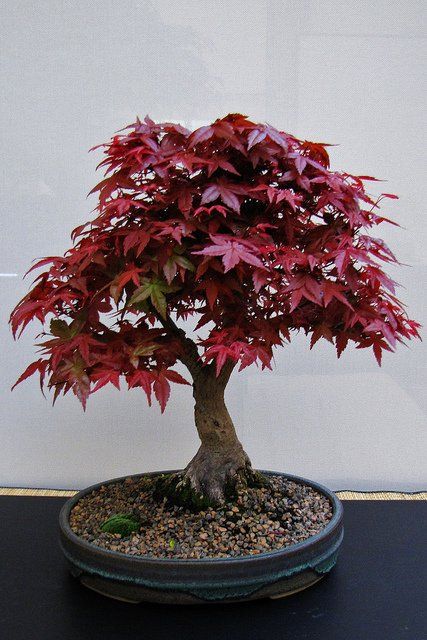 Bonsai For Beginners, Red Maple Bonsai, Japanese Maple Bonsai, Maple Bonsai, Albizia Julibrissin, Bonsai Forest, Bonsai Tree Types, Bonsai Tree Care, Indoor Bonsai Tree