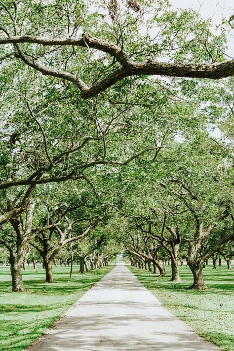 Pecan Orchard Wedding, Orchard Ideas, Pecan Orchard, Pecan Trees, Orchard Design, Pecan Tree, Cherry Orchard, Orchard Wedding, Farm Layout