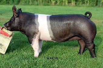 Hereford Pigs, Show Pigs, Hampshire Pig, Berkshire Pigs, Livestock Judging, Pig Showing, Pig Breeds, Raising Pigs, Pig Pictures