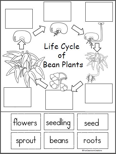 Free Resources | Made By Teachers Plant Worksheet, Montessori Spring, Plants Kindergarten, Science Life Cycles, Plant Lessons, Plants Worksheets, Plant Activities, Spring Kindergarten, 1st Grade Science