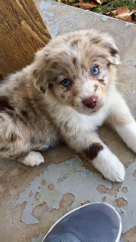 Australia Shepherd Puppy, Blue Eyed Australian Shepherd, Toy Australian Shepherd Puppy, American Shepherd Puppy, Smart Dog Breeds, Australian Shepard Puppies, Baby Australian Shepherd, Puppies Australian Shepherd, Australian Shepherd Cute