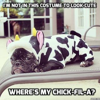 Pets got dressed up too. | Kids Dressed As Cows For Free Chick-Fil-A Sandwiches And The Results Are Adorable French Bulldog Costume, Bulldog Costume, Cow Costume, Positive Dog Training, Bulldog Francese, Basic Dog Training, French Bulldog Puppies, Dog Blog, Dog Costumes